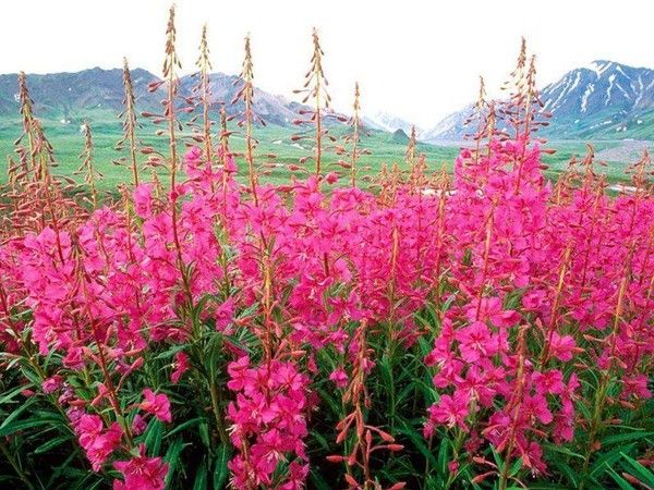 CHAMPS DE FLEURS